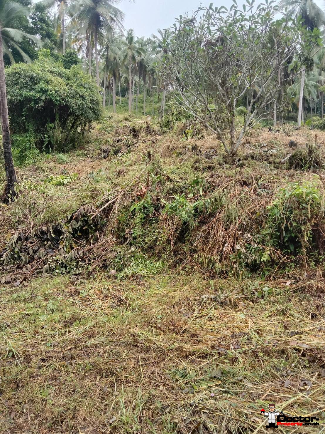 7 Rai Land Parcel – Na Muang – Koh Samui – for sale